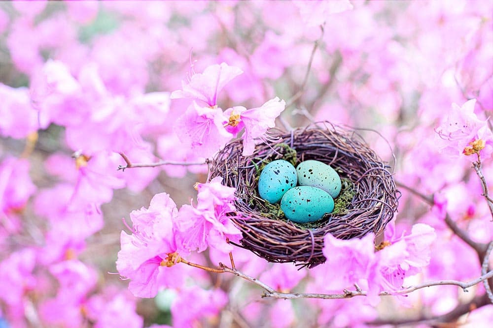 photo of blue eggs in a robin nest